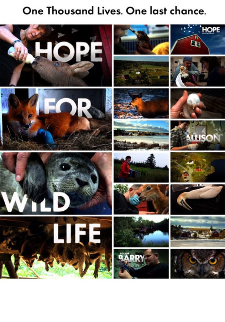 Hope for Wildlife Season 10 watch episodes streaming online